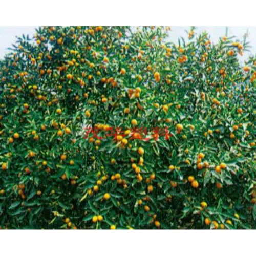 美亦随芯-金桔专用膜