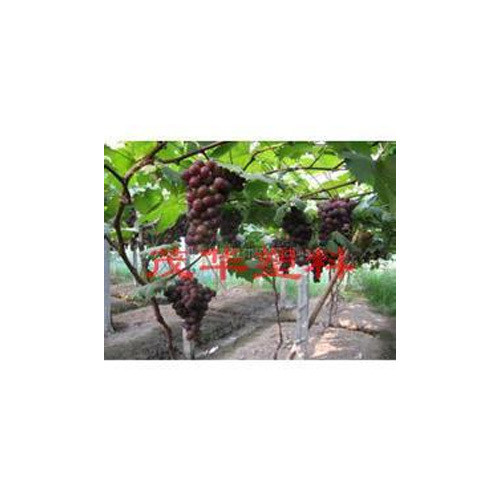 美亦随芯-葡萄专用膜